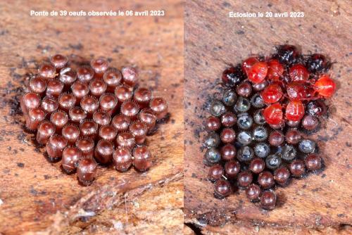 Picromerus bidens
